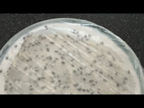 Видео: ГОТОВИМ ЧИА ПУДИНГ 😋