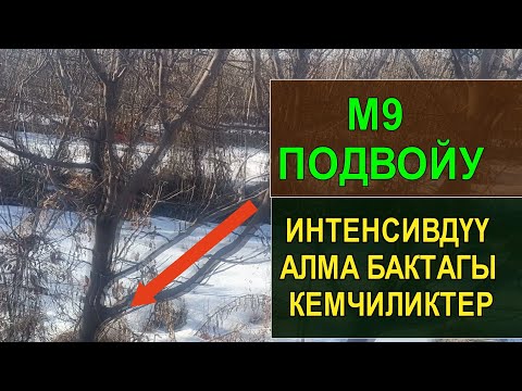Видео: УШУНУ БИЛИП АЛЫҢЫЗ ☝️ ИНТЕНСИВДҮҮ АЛМА БАК ӨСТҮРҮҮДӨ ПОДВОЙДУ ТУУРА ТАНДАҢЫЗ