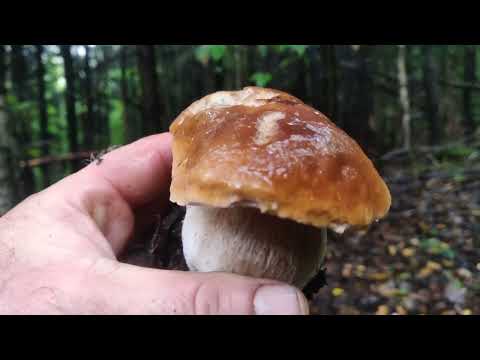 Видео: Гриби Карпат 25 