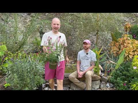 Видео: Добавляем красок с помощью розовой вероники | Растения Монровии