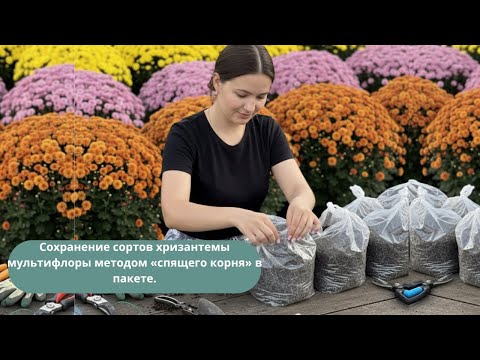 Видео: Что Будет, Если Сохранить Хризантему Мультифлору в Пакете — Мой Опыт