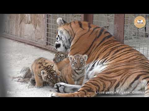 Видео: Заботливая тигрица Скарлетт с малышами. Тайган. Caring tigress Scarlett with cubs. Taigan