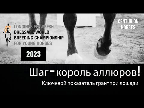 Видео: Оценка шага у спортивных лошадей (Чемпионат молодых лошадей в Эрмело 2023г)