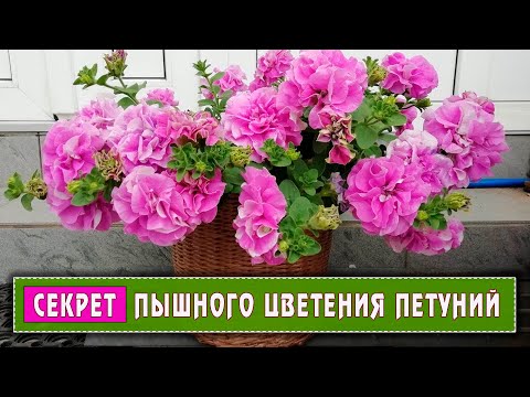 Видео: СЕКРЕТ пышного цветения петунии