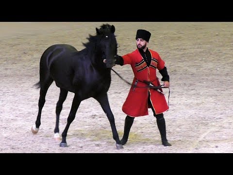 Видео: Удар копытом сбил его с ног! Кабардинская порода лошадей #Иппосфера /Kabardian horse #Hipposphere
