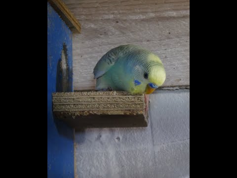 Видео: Осенне-зимнее размножение попугаев.