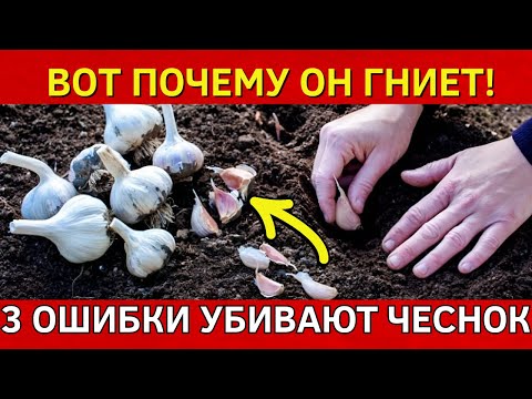 Видео: ОСТОРОЖНО! Эти 3 ошибки превращают чеснок В ТРУХУ! Вот что вы делаете неправильно при посадке