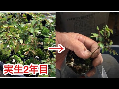 Видео: не покупай! ! Саженец зелькова 2-й год Мастер бонсай Shohin Процесс выращивания из саженца