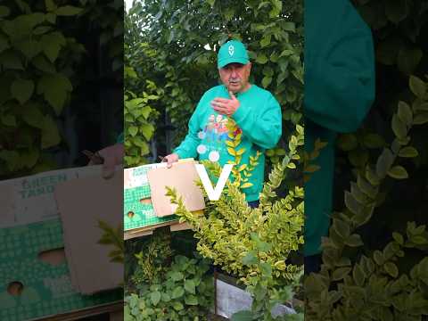 Видео: Никогда не выбрасываю картон! Это ценнейший материал для сада и огорода!