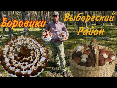 Видео: Огромное количество Боровиков/в Выборгском районе Боровики массово начинают расти