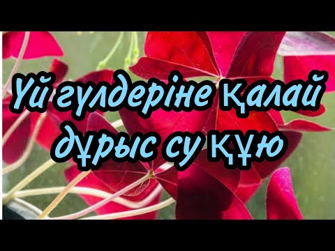 Видео: Үй гүлдеріне қалай дұрыс су құю керек#үйгүлдері #гүл #суқұю