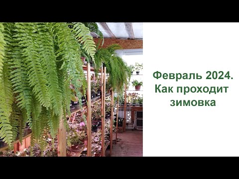 Видео: Февраль 2024. Как зимуют мои растения. Прогулка вдоль полочек