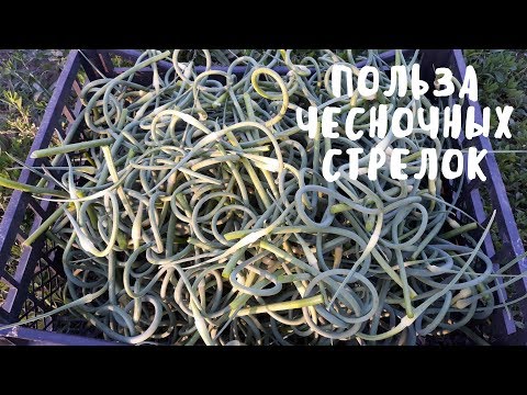 Видео: НИКОГДА НЕ ВЫБРАСЫВАЙТЕ СТРЕЛКИ ЧЕСНОКА. Домашние советы. Мой опыт.