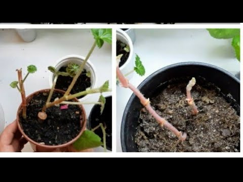 Видео: Ростки клубневых бегоний вытянулись/Что нарастили черенки?/