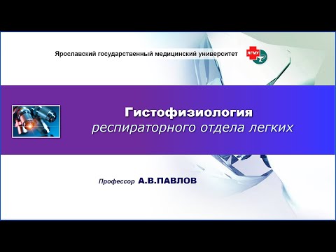 Видео: Гистофизиология респираторного отдела легких