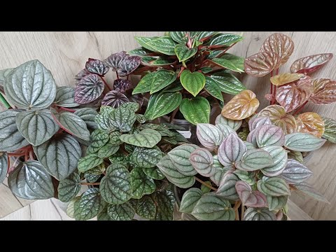 Видео: Коллекция моих пеперомий🍀☀️☘️ Зимний обзор❄️🎄❄️