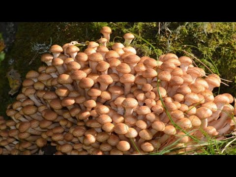 Видео: МАССОВЫЙ СБОР ОСЕННИХ ОПЯТ! ВТОРАЯ ВОЛНА,ГРИБНИК, ЧТО ЖДЁТ НАС ВПЕРЕДИ СЕНТЯБРЬ ОКТЯБРЬ 2021МО