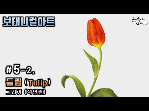 Видео: [Цветочная живопись/Ботаническое искусство] №5-2. Рисунок цветным карандашом тюльпан(Урок рисования)