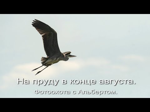 Видео: Фотоохота с Альбертом. На пруду в конце августа. 2025
