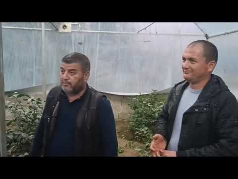 Видео: 9 ноября 2024 г.limon parvarishi haqida malumot