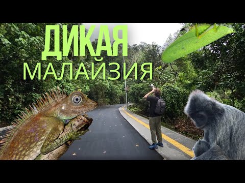Видео: Дикая Малайзия - влог натуралиста // Wild Malaysia - Wildlife Vlog