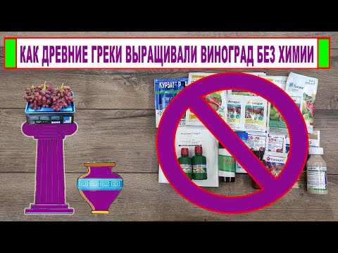 Видео: 🍇 Секретный ингредиент! Как ДРЕВНИЕ ГРЕКИ выращивали ВИНОГРАД без ХИМИИ. Почему виноград не болел?