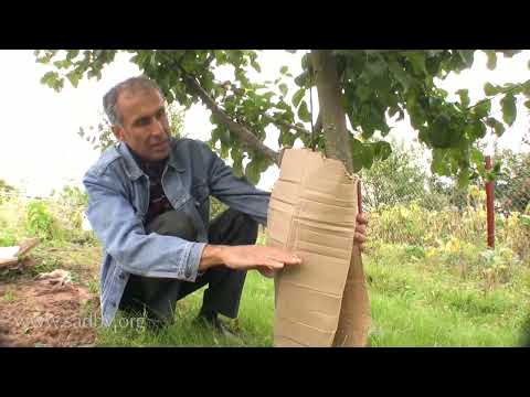 Видео: Защита сада от морозов и грызунов  подробное руководство  Ноябрь