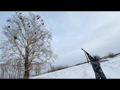Видео: Охота на Тетерева с Ружьём на Лунках!!! В - 35° искал Черных Косачей 2 дня!!!
