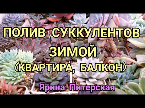 Видео: Как правильно поливать суккуленты.