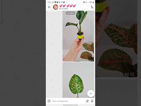 Видео: Недобросовестные продавцы отдыхают по сравнению с неадекватным покупателем. Смех да и только.