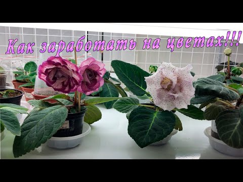 Видео: Заработать на цветах. Реально?!!!