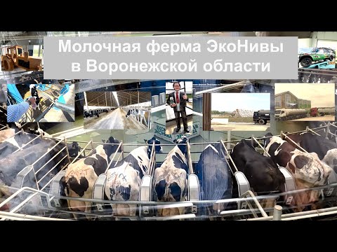 Видео: Молочная ферма ЭкоНивы