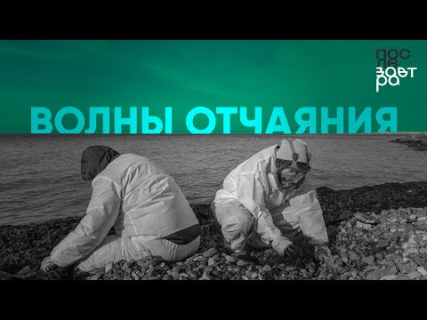 Видео: Волны отчаяния. Как волонтеры спасают Черное море от мазута