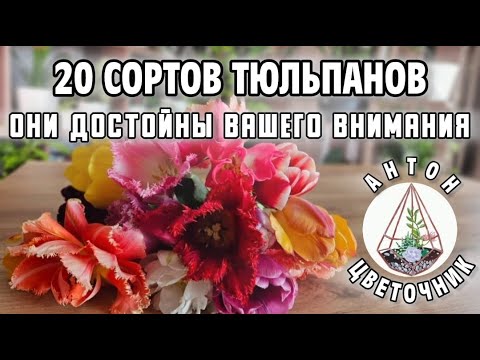 Видео: 20 сортов тюльпанов, достойные вашего внимания