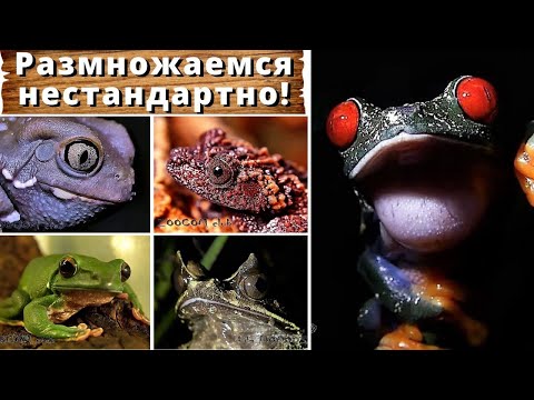 Видео: Размножаемся нестандартно!