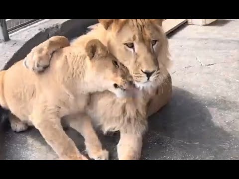 Видео: Киара и Север-Алай.. Так рождается львиная дружба и любовь 🦁🦁❤❤  #animals #lion #челябинск