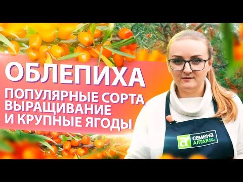 Видео: ОБЛЕПИХА. УРОЖАЙНЫЕ СОРТА и НЮАНСЫ ВЫРАЩИВАНИЯ