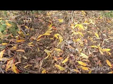 Видео: Блины все съели 😆 Кто срезал розу 😁 Меня учила мама.Начинаю уборку. Осенни и весенние цветы зацвели.