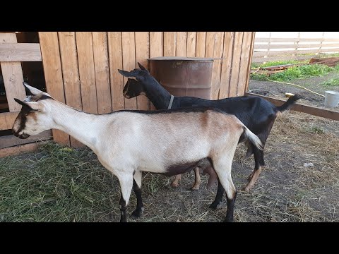 Видео: Козёл бодается // Воспален лимфоузел // Когда козе к жениху