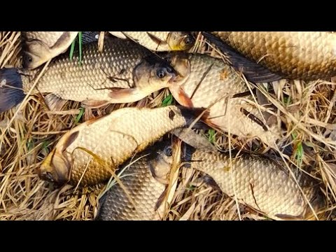 Видео: Карась | Моя первая рыбалка на карася