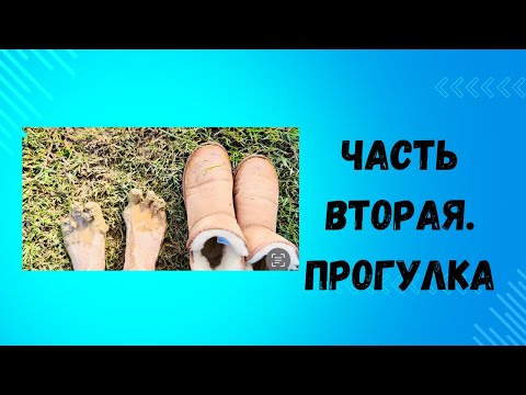 Видео: Часть вторая. Прогулка в Пухой, Новая Зеландия