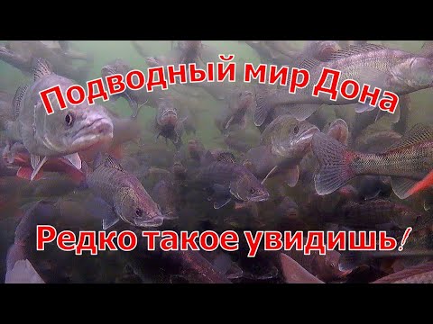 Видео: Подводный мир Дона. Зимняя рыбалка