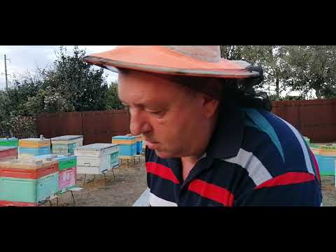 Видео: Пчеломатки на 2026 год
