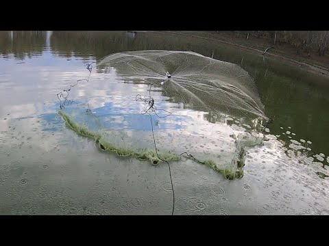 Видео: Кастинговая сеть. Рыбалака. 10 забросов - 100 карасей.
