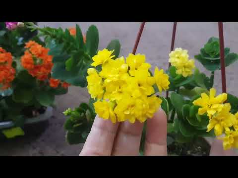 Видео: Дом в цветах// Как я заставляю цвести каланхое.