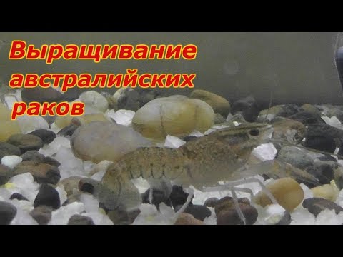 Видео: Выращивание австралийского рака (АККР). Австралийский красноклешневый рак в аквариуме.