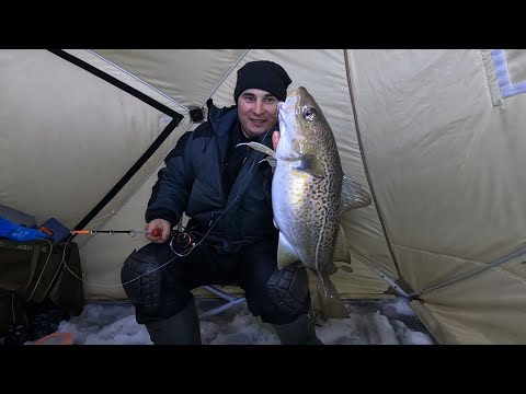 Видео: Морская рыбалка со льда / Клёв радует. / Sea fishing from ice