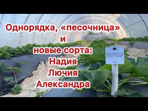 Видео: Однорядка, «песочница» и новые сорта клубники: Надия, Лючия, Александра. 04.10.2024