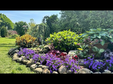 Видео: Бордюр из колокольчиков + рододендрон Koichiro Wada 🌟Rhododendron yakushimanum