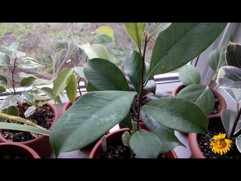 Видео: Фикусы : Бенджамина, Эластика, Али, Бенгальский. Сорта.Коллекция растёт.